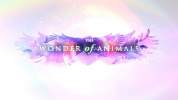 Чудо животного мира: 10 серия. Человекообразные приматы / Wonder of Animals (2014)