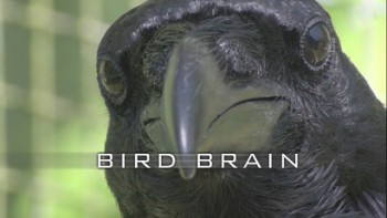 Думают ли птицы? / Bird brain (2011) HD