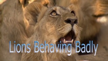 Львы-хулиганы / Lions Behaving Badly (2005)