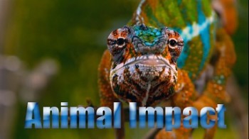 Природная инженерия 1 серия. Выживание в джунглях / Animal Impact (2009)