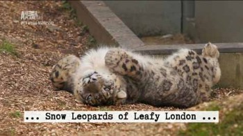 Снежный барс в зелёном Лондоне 1 серия / Snow Leopards of Leafy London (2013)