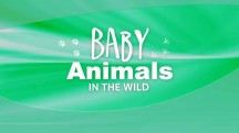 Детеныши в дикой природе 9 серия. Детеныши джунглей - утро / Baby animals in the wild (2015)