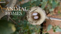 Жилища животных 1 серия. Гнездо / Animal Homes (2015)