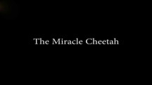Чудо-гепард / The miracle cheetah (2017)