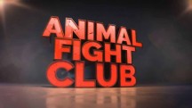 Бойцовский клуб для животных 4 сезон 1 серия. Схватка титанов / Animal Fight Club (2016)