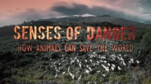 Чутье: как животные спасают мир / Senses of Danger. How Animals Can Save the World (2016)