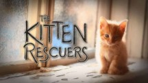 Спасители котят 2 серия / The Kitten Rescuers (2017)