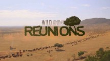 Встречи старых друзей 1 серия / Wild Animal Reunions (2015)