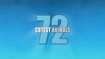 72 самых милых животных 1 серия / 72 Cutest Animals (2016)