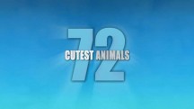 72 самых милых животных: 12 серия / 72 Cutest Animals (2016)