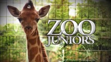 Новорожденные в зоопарке 1 серия / Zoo Juniors (2016)