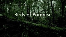 Птицы рая. Живая Природа / Natural World. Birds of Paradise (2010)
