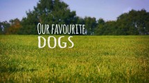 Наши любимые собаки / Our Favorite Dogs (2016)