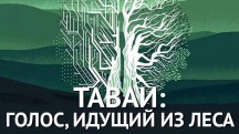 Таваи: голос, идущий из леса 2 часть / Tawai: A Voice from the Forest (2017)