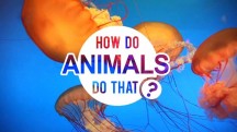 Удивительный мир животных 1 серия. Левитирующие ящерицы и бессмертные медузы (2019)
