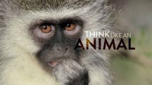О чём думают животные / Think Like an Animal (2016)