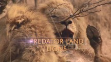 Земля хищника 1 серия. Львы / Predator Land (2019)