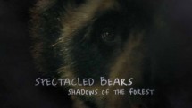 Очковые медведи: лесные тени / Spectacled Bears: Shadows of the Fores (2008)