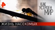 Жизнь насекомых. Как устроен мир с Тимофеем Баженовым (25.09.19)