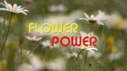 Сила цветов / Flower power (2017)