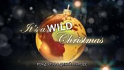 Рождество в дикой природе / It’s a wild Christmas (2018)