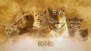Дикие кошки Индии 1 серия. Королевство большой кошки / Wild Cats of India (2019)