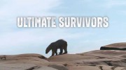 Как выживают медведи / Bears: Ultimate Survivors (2019)