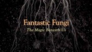 Фантастические Грибы / Fantastic Fungi (2019)