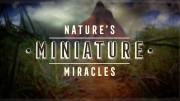 Мир природы. Миниатюрные чудеса / Nature's Miniature Miracles (2017)