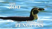Зоопарк. Знакомьтесь, пингвины / The Zoo. Meet the penguins (2020)