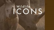 Герои дикой природы 1 сезон 1 серия. Жизнь саванны / Wildlife Icons (2016)