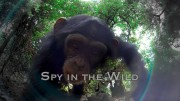 Шпионы в дикой природе 2 серия. Ум / Spy in the Wild (2017) 4K