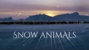 Звери в снегу / Snow Animals (2019)