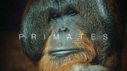 Приматы 1 серия. Секреты выживания / Primates (2020)