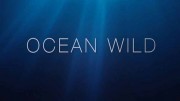 Дикий мир океана 2 серия. Филиппины / Ocean Wild (2020)
