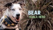 Медведь - спасатель коал / Bear: Koala Hero (2020)