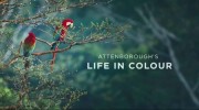 Жизнь в цвете с Дэвидом Аттенборо (все серии) / Life in Colour with David Attenborough (2021)