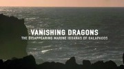 Исчезающие морские игуаны Галапагосов / Vanishing Dragons - The Disappearing Marine Iguanas of Galapagos (2018)