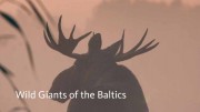 Матсалукские лоси. Гиганты Прибалтики / Matsalu Moose - Wild Giants of the Baltics (2019)