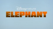Слон / Elephant (2020)