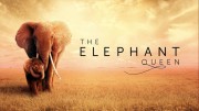 Королева слонов / The Elephant Queen (2018)