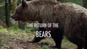 Возвращение медведей / The Return of the Bears (2020)