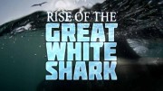 История белой акулы / Rise of the Great White Shark (2017)