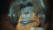 Приматы (1-3 серии из 3) / Primates (2020)