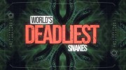 Самые смертоносные змеи в мире 3 серия. Северная и Южная Америка / World's Deadliest Snakes (2020)