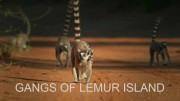 Банды острова лемуров 4 серия. Путь к независимости / Gangs of Lemur Island (2019)