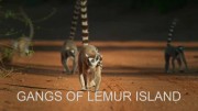 Банды острова лемуров 1 серия. Линии фронта / Gangs of Lemur Island (2019)
