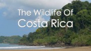 Радужный мир природы Коста-Рики / The Wildlife Of Costa Rica (2017) 4K