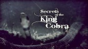 Загадки королевской кобры / Secrets of the King Cobra (2008)