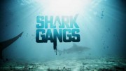Акульи банды / Shark Gangs (2021)